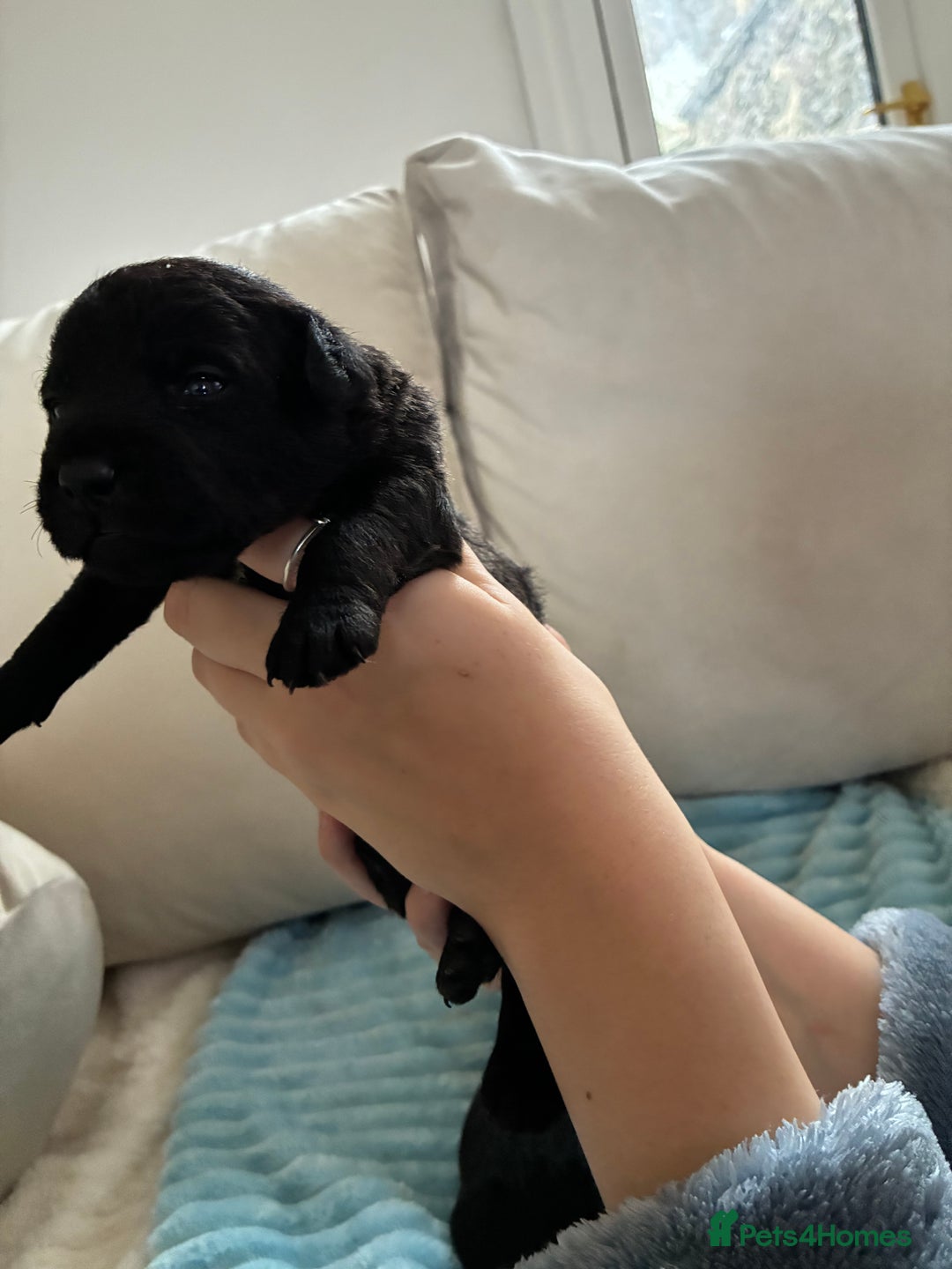 Patterdale Terrier dogs for sale: Patterdale pups  - Advert 10