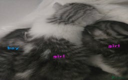 Persian cats for sale: Persian x fluffy kittens  - Image 16