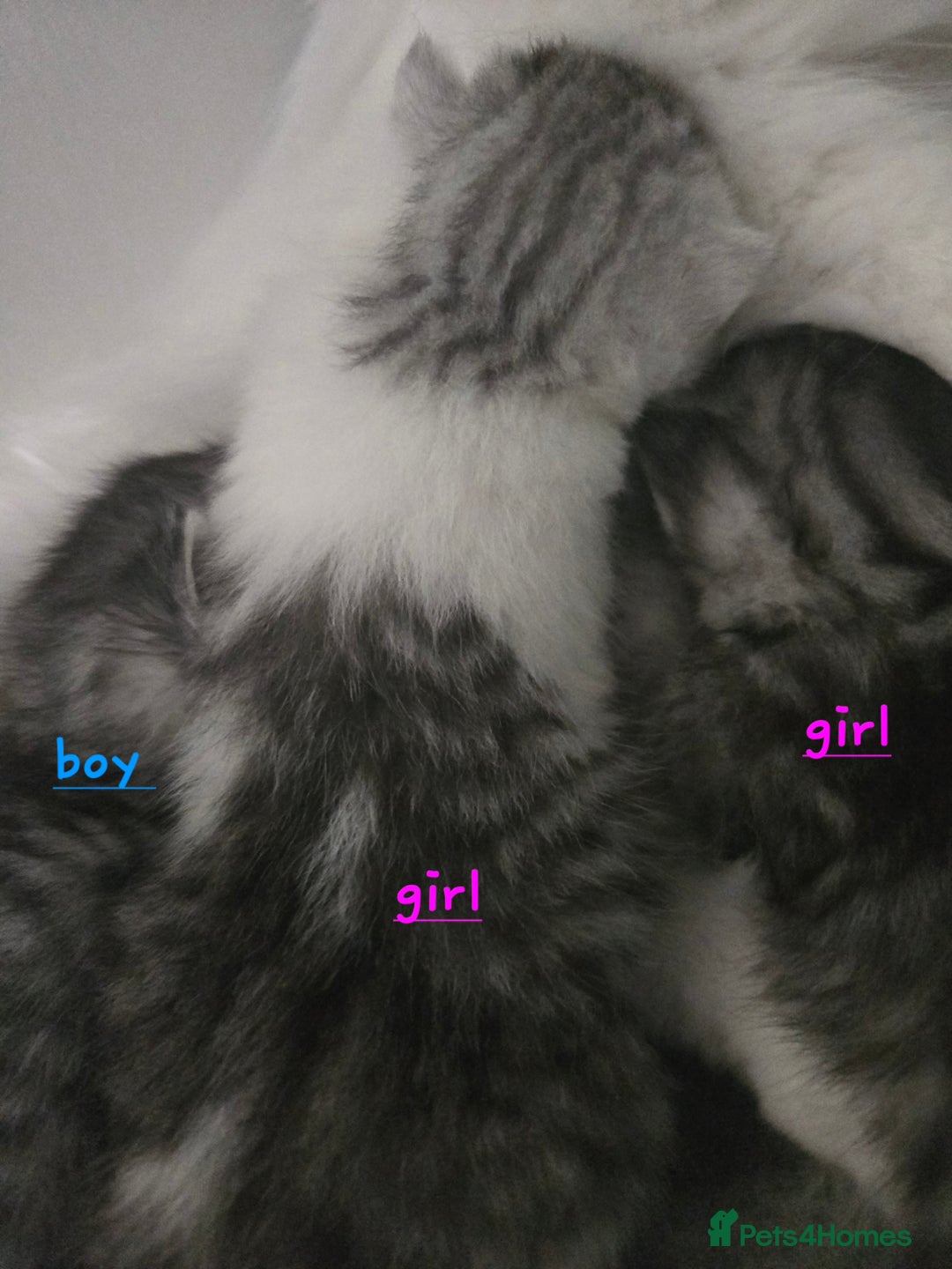 Persian cats for sale: Persian x fluffy kittens  - Image 16