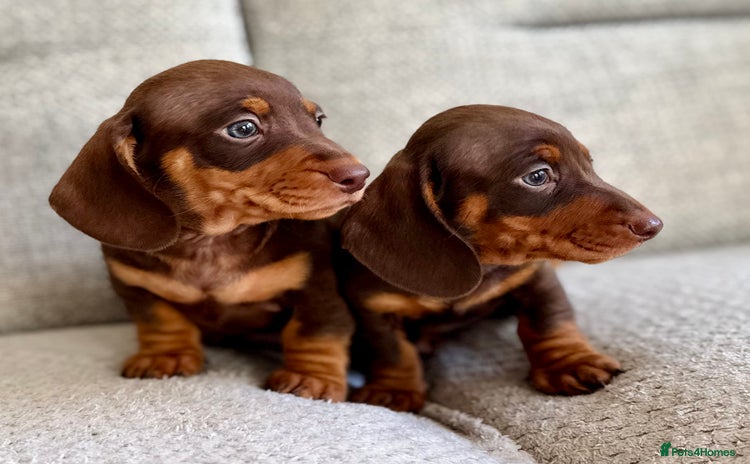 Miniature Dachshund dogs Three little miniature dachshund boys  - Advert 16
