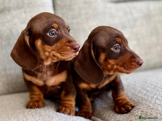 Miniature Dachshund dogs for sale: Three little miniature dachshund boys - Advert 1
