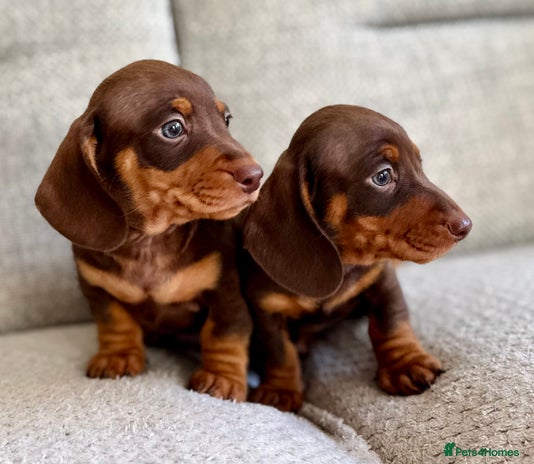 Miniature Dachshund dogs Three little miniature dachshund boys - Advert 4