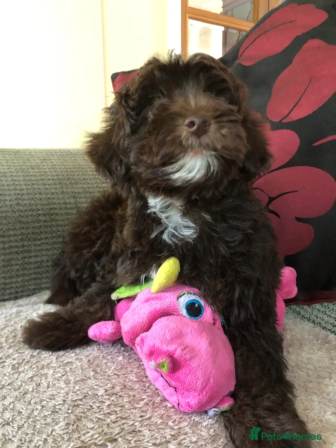 Shihpoo dogs for sale: shihpoo puppies for sale  - Advert 1