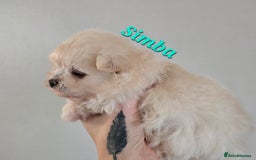 Mixed Breed dogs for sale: F1 Maltipom puppies from health tested parents  - Image 10