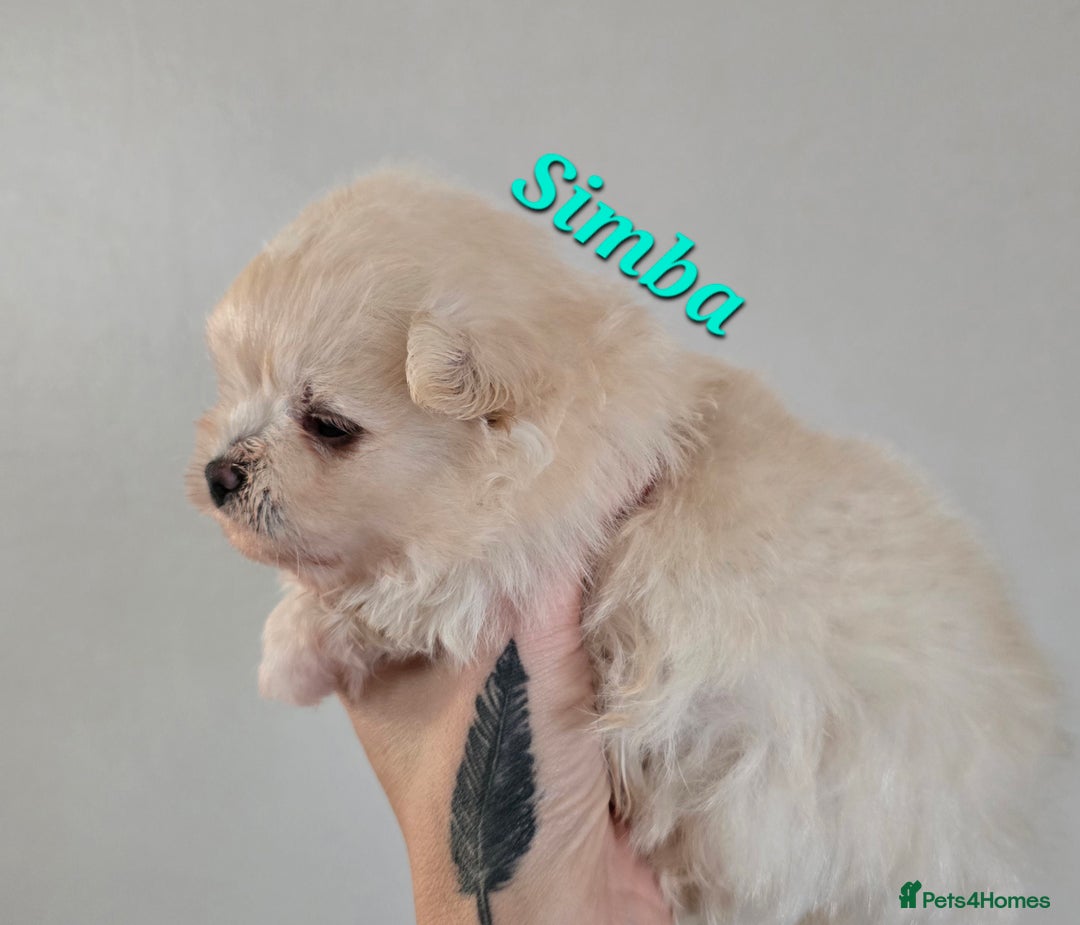 Mixed Breed dogs for sale: F1 Maltipom puppies from health tested parents  - Image 10