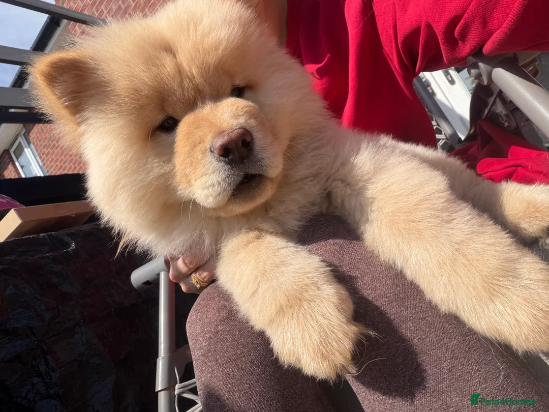Chow Chow dogs for sale: CREAM KC REGISTERED GIRL AVAILABLE 🏡🐻❤️ - Advert 1