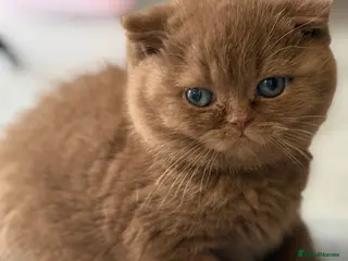 British Shorthair cats Cinnamon female Gccf - Advert 7