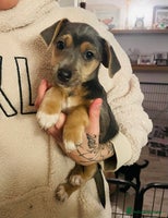 Jack Russell dogs - Advert 13