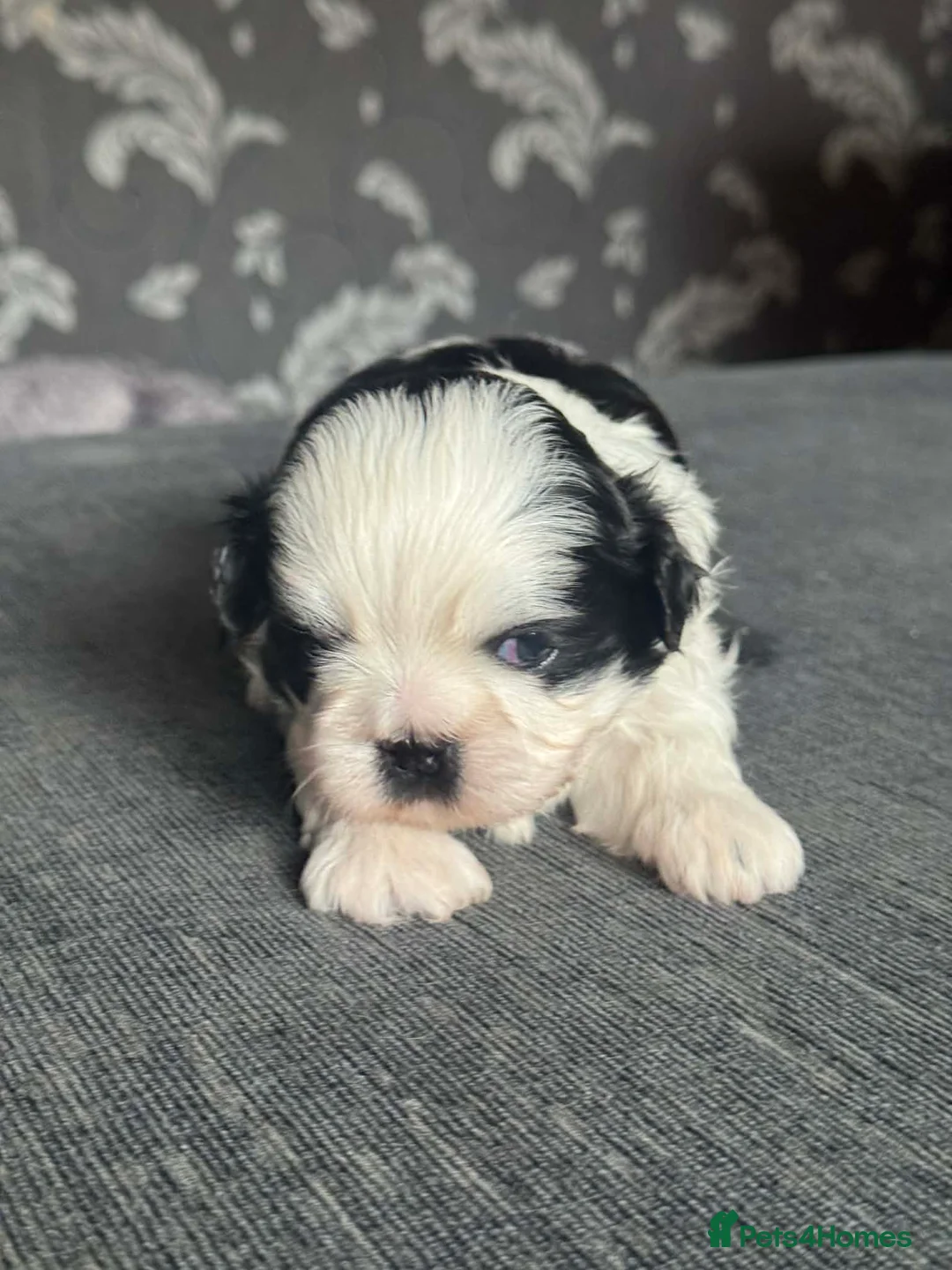 Shih Tzu dogs for sale: Shih tzu puppies - Advert 2