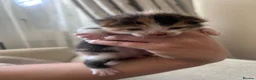 Mixed Breed cats for sale: 1/4 Maine Coon Kittens - read description please! - Advert 3