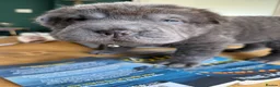 Shar Pei dogs for sale: Bear Coat Shar Pei puppies - Advert 2