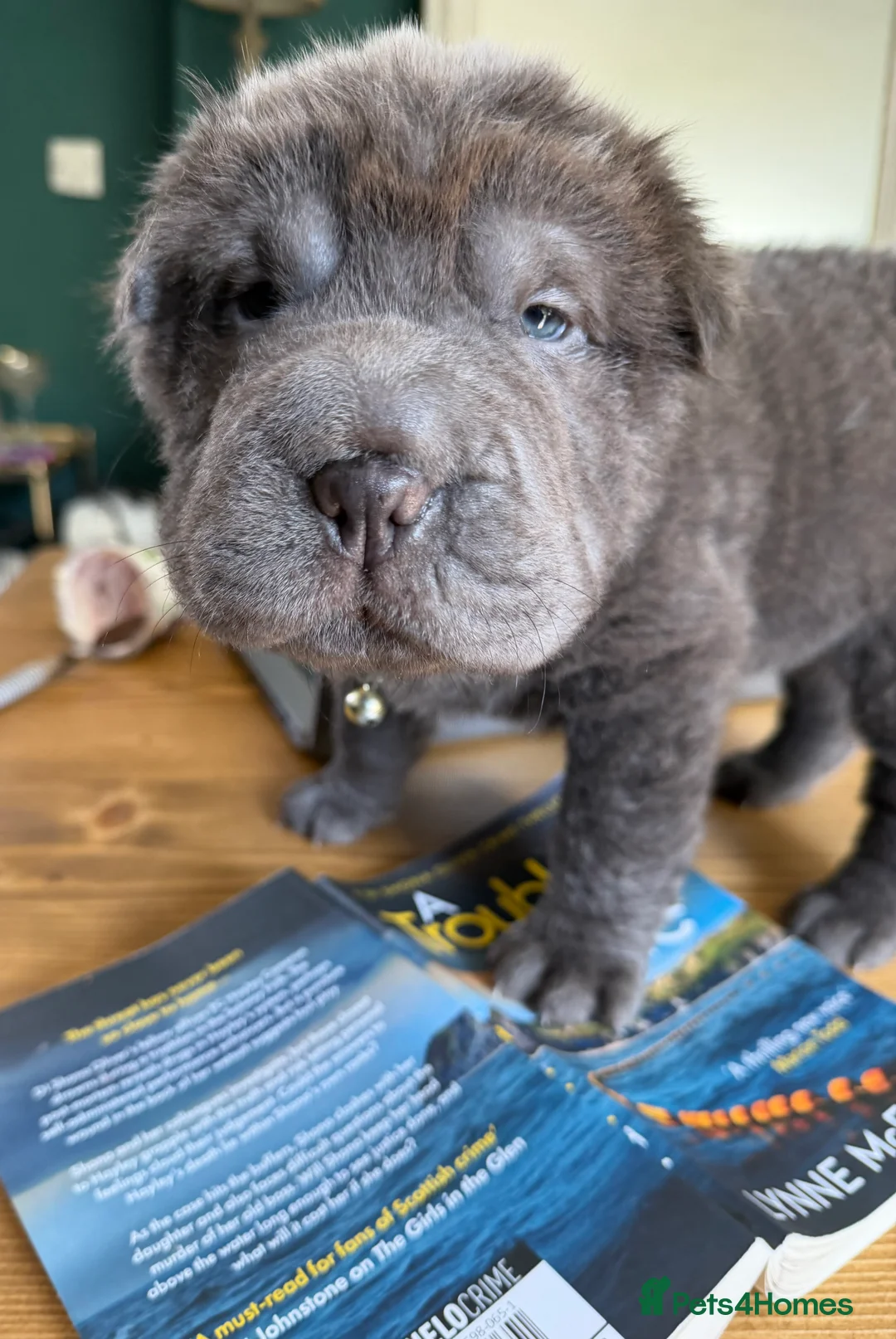 Shar Pei dogs for sale: Bear Coat Shar Pei puppies - Advert 2