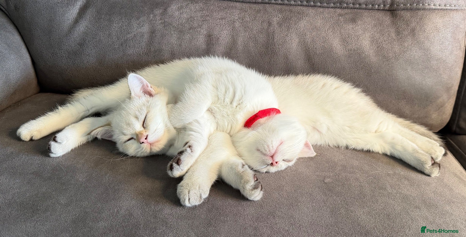 British Shorthair cats for sale: 🐾 Adorable Kittens Looking for a Loving Family 🐾 - Advert 2