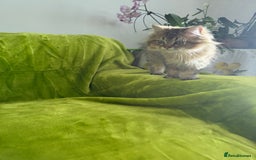 British Longhair cats for sale: Last British Longhair kitten  - Advert 15