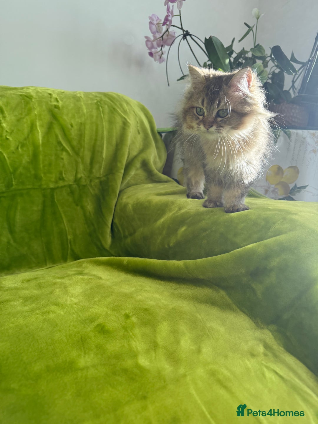 British Longhair cats for sale: Last British Longhair kitten  - Advert 15