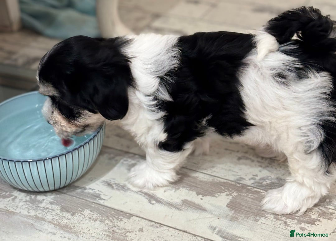 Havanese dogs for sale: 3 Beautiful Havanese Pedigree Puppies - Image 14