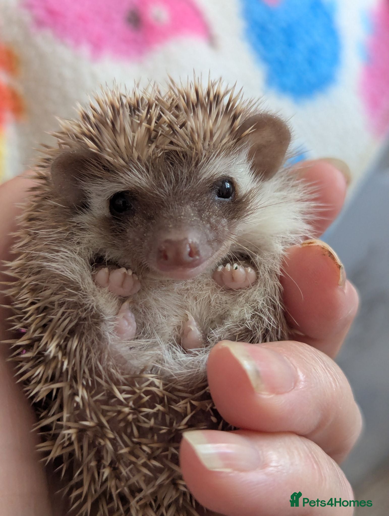Pygmy Hedgehog rodents Beautiful Little Hoglets Ready to Reserve Now - Advert 1