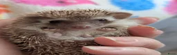 Pygmy Hedgehog rodents for sale: Beautiful Female Hoglets Ready Now 8 weeks old!!! - Advert 10