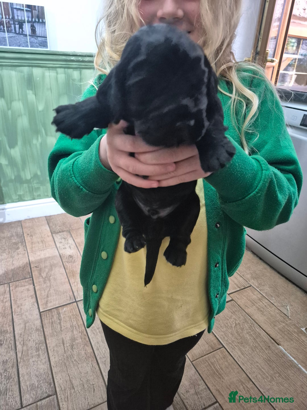 Cocker Spaniel dogs for sale: Kc registered working cocker spaniels - Image 6