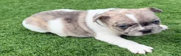 French Bulldog dogs for sale: Adorable french  puppy's  - Advert 15