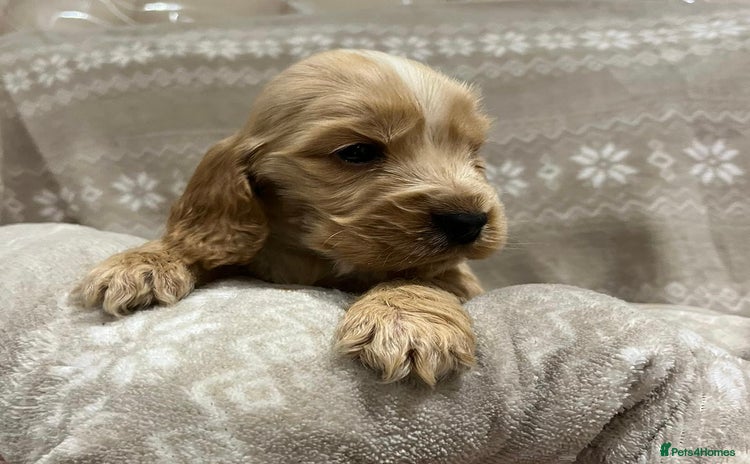 Cocker Spaniel dogs - Advert 1