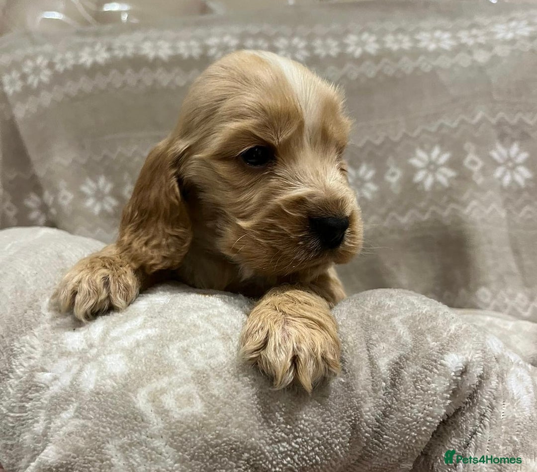 Cocker Spaniel dogs for sale: Cocker spaniel puppys - Image 1