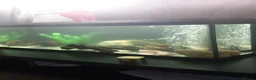 Axolotl reptiles for sale: Golden. And. Dirty Lucy axolotls 2 males - Advert 2
