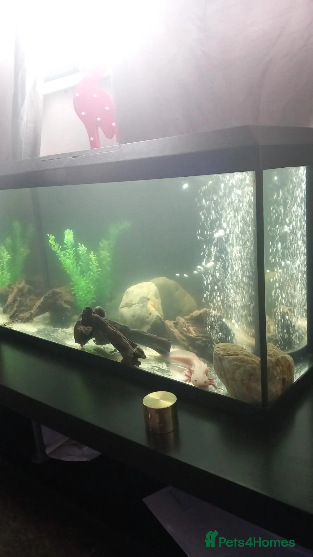 Axolotl reptiles for sale: Golden. And. Dirty Lucy axolotls 2 males - Advert 2