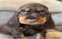 Cocker Spaniel dogs for sale: BEAUTIFUL SHOW TYPE COCKER SPANIELS  - Image 26