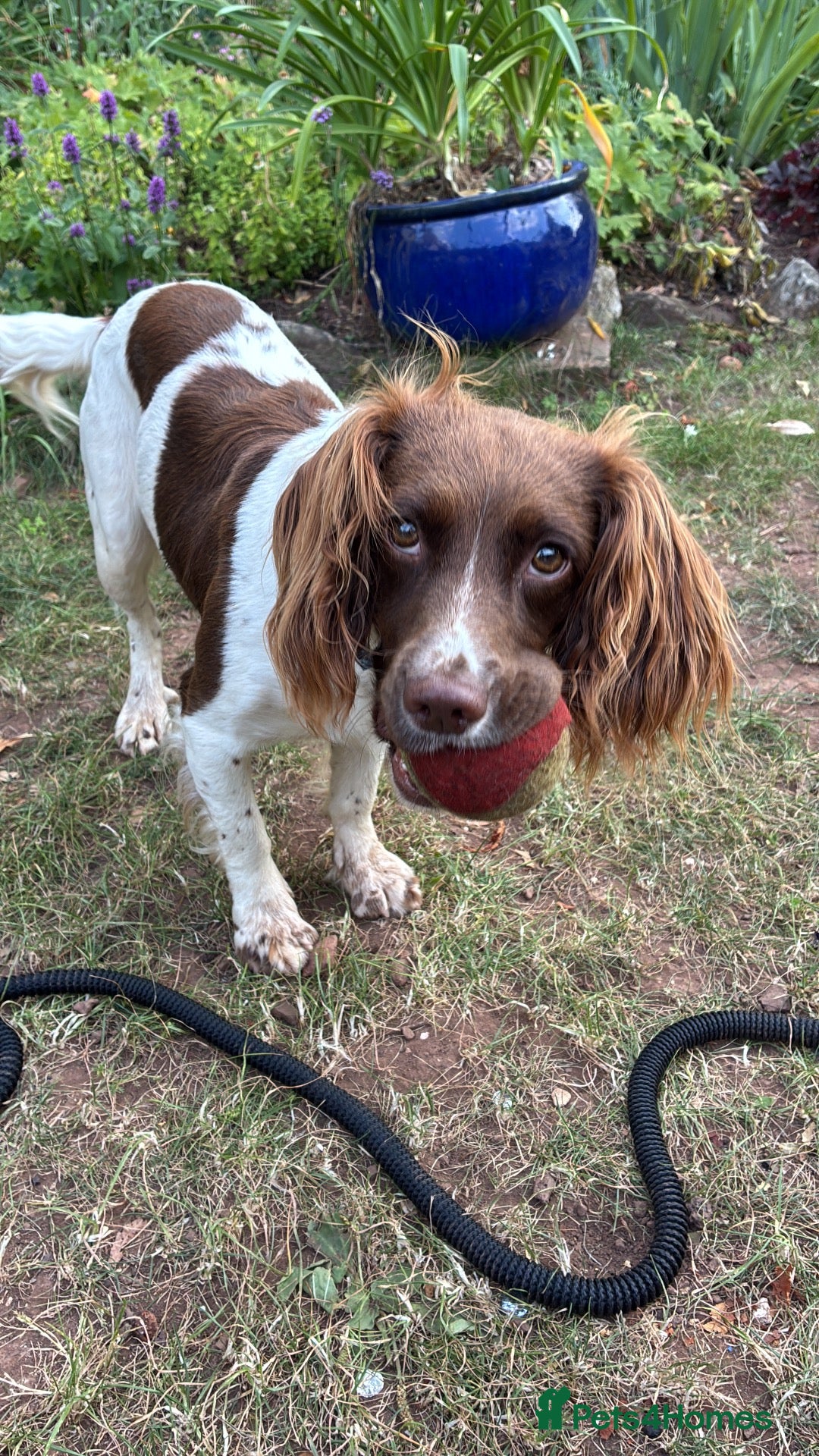 English Springer Spaniel dogs Willows pups - Advert 1