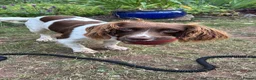 English Springer Spaniel dogs for sale: Willows pups in Bristol - Advert 1