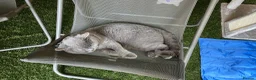 British Shorthair cats for stud: Champion British Blue Import for Stud  in Bournemouth - Advert 9