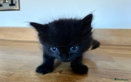 Mixed Breed cats for sale: Little black female kittens!  - Image 2