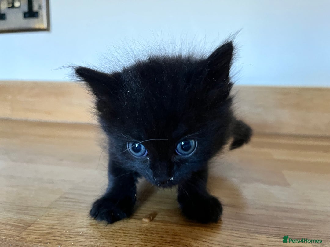 Mixed Breed cats for sale: Little black female kittens!  - Image 2