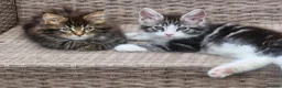 Maine Coon cats for sale: Maine Coons Ready Now!! 4 male 1 female  - Advert 6