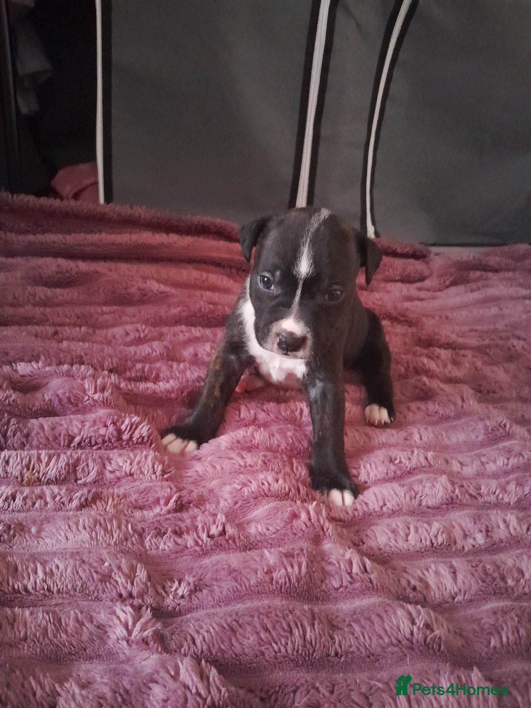 Staffordshire Bull Terrier dogs for sale: Staffordshire bull terrier puppies - Advert 6