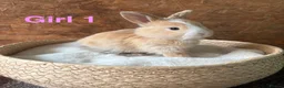 Mini Lop rabbits for sale: Mini lops available to reserve - Advert 1
