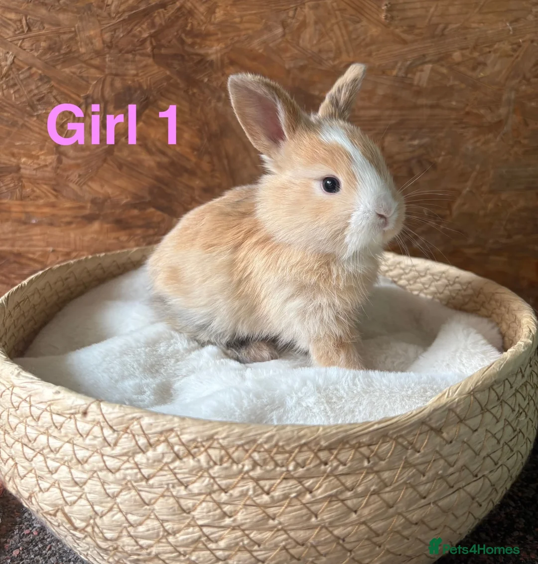Mini Lop rabbits for sale: Mini lops available to reserve - Advert 1