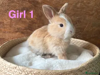 Mini Lop rabbits Mini lops available to reserve - Advert 3