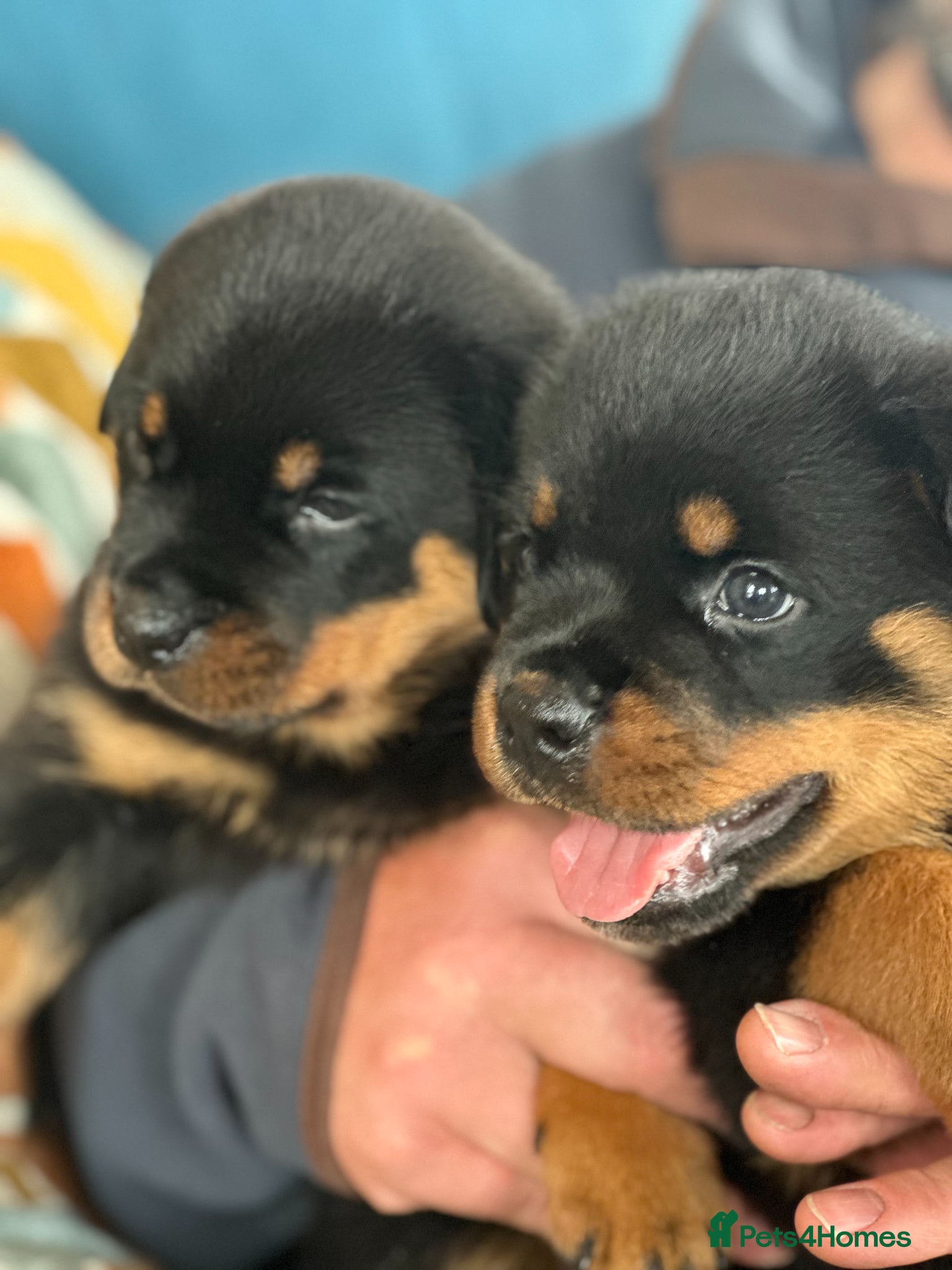 Rottweiler dogs KC registered rottweiler puppies - Advert 12