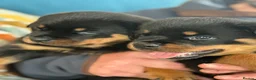 Rottweiler dogs for sale: KC registered rottweiler puppies - Advert 3