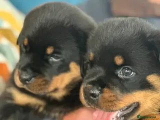 Rottweiler dogs KC registered rottweiler puppies - Advert 12