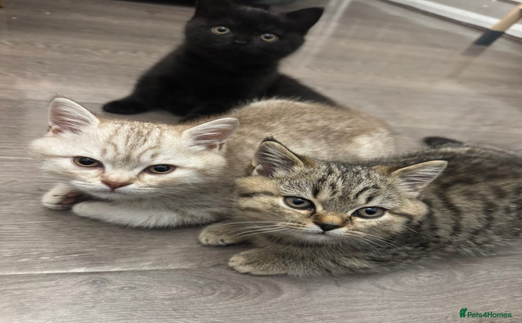 British Shorthair cats - Advert 10