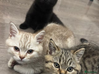 British Shorthair cats - Advert 15
