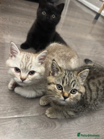 British Shorthair cats - Advert 14
