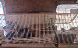 Quail poultry for sale: Chinese Painted Quail - Image 3