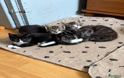 Maine Coon cats for sale: Russian Maine Coon Mixed  - Image 8