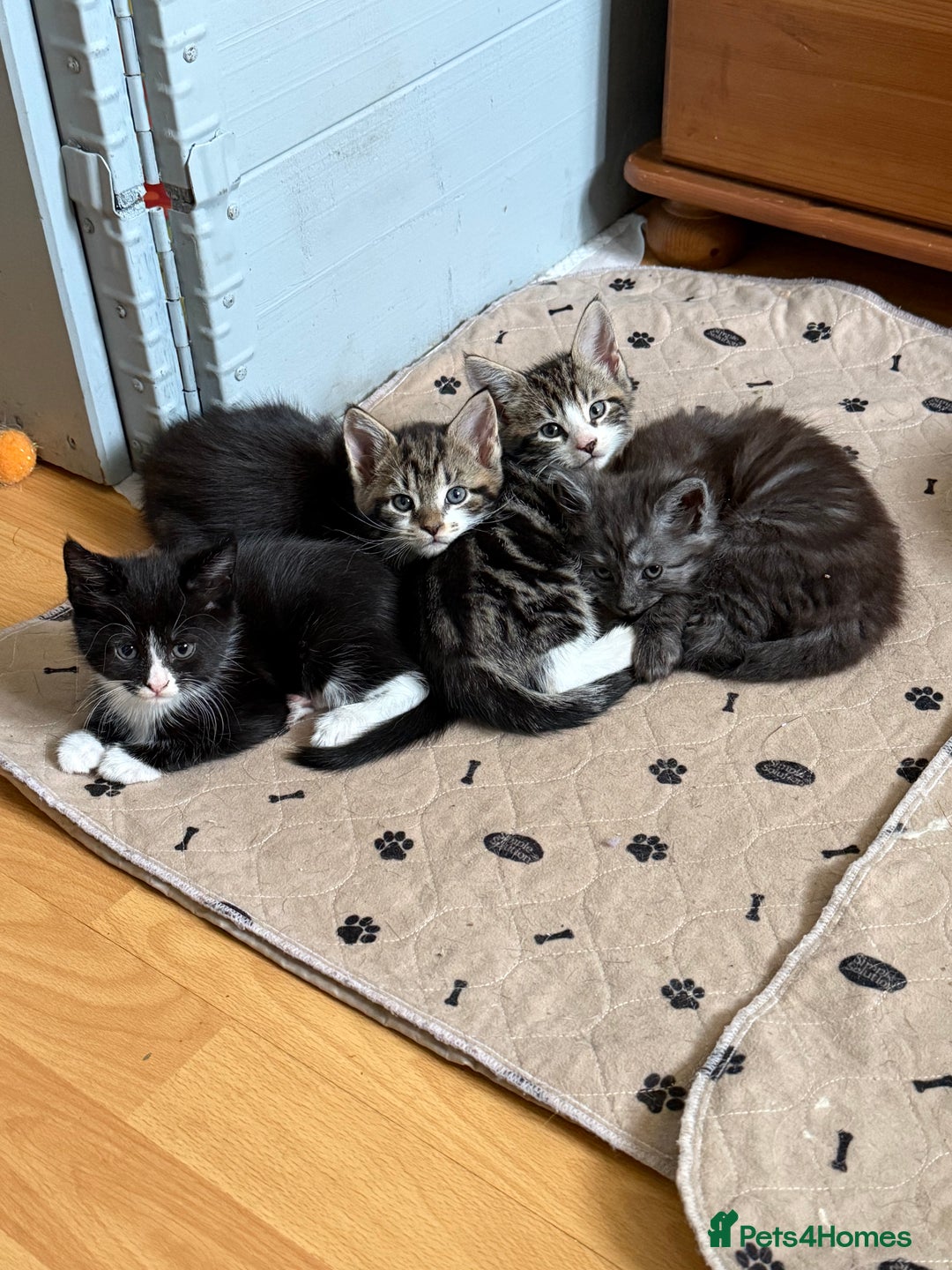 Maine Coon cats for sale: Russian Maine Coon Mixed  - Image 8