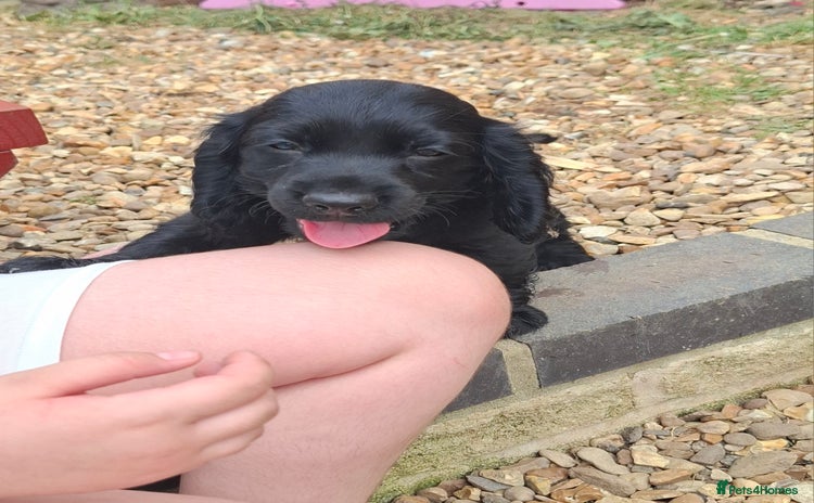 Cocker Spaniel dogs - Advert 1