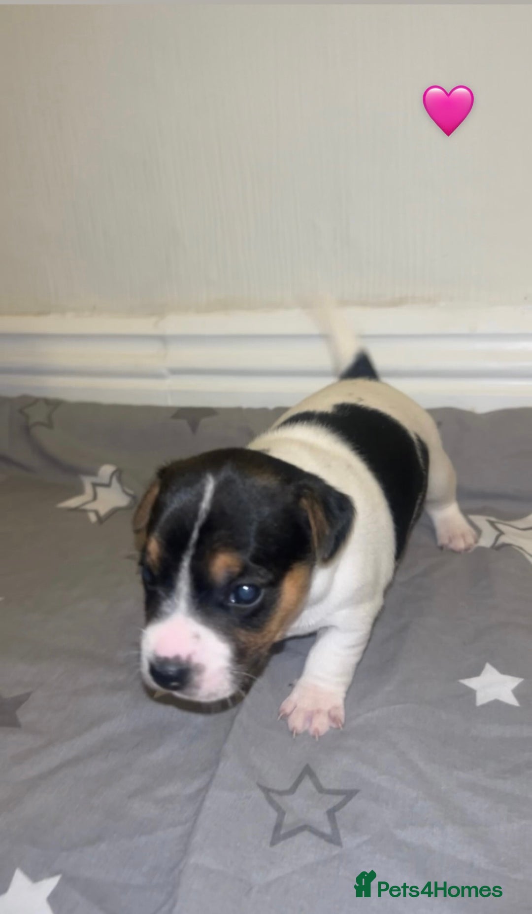 Jack Russell dogs for sale: Jack Russell Pups. 2 girls 2 boys  - Advert 3